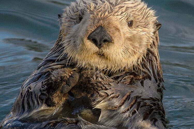 sea otter swim lessons