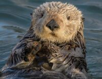 sea otter swim lessons