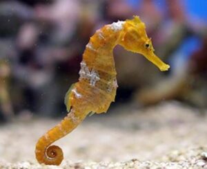 sea-horse swim lessons