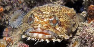 toadfish