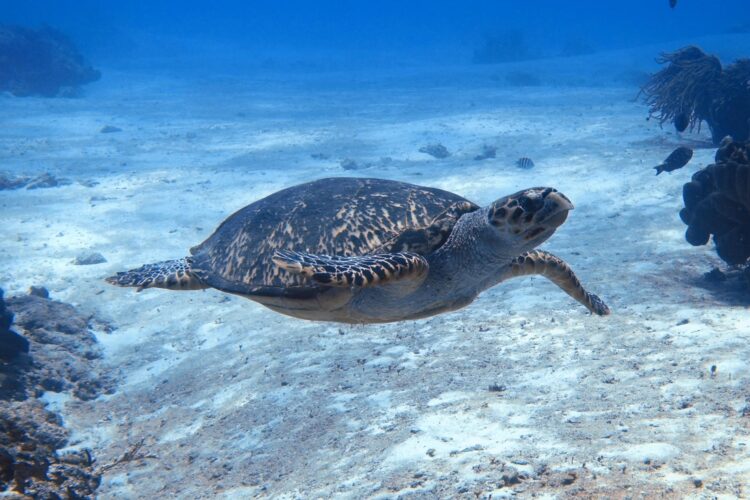 SEA TURTLE ECOLOGY