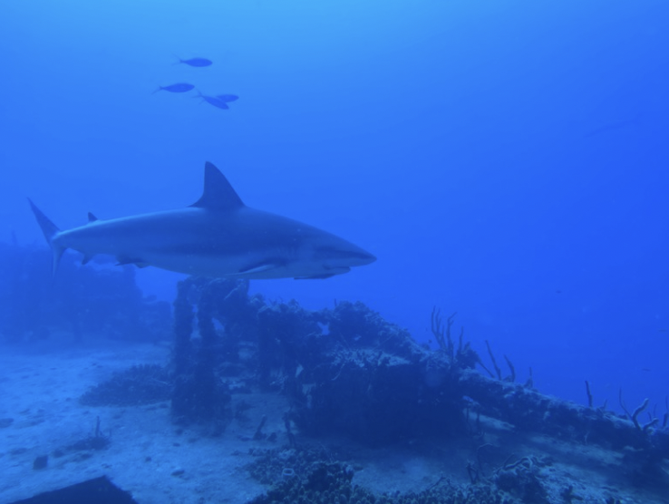 Key Largo with LDC June 27July 1 2025 Lynnhaven Dive Center & LDC